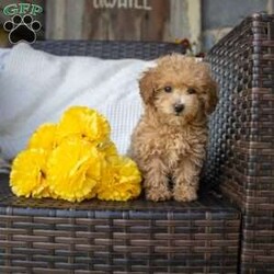 Giselle/Toy Poodle									Puppy/Female	/10 Weeks,Dont miss out on this sweet, little girl! She is vet checked with a health certificate, up to date on vaccines, deworming schedule, and a 1 year genetic health guarantee. expected to be around 4-5lbs. 