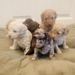 Adopt a dog:F1B miniature labradoodle/Labradoodle/Mixed Litter/4 weeks,Here we have 7 outstanding beautiful miniature labradoodles! Theses puppies will have fantastic temperaments, loving and caring personalities, will be bought up in a household of children and use to general noises.

Bookings now for viewings 26th April onwards 


Mum is a Miniature labradoodle such a loving family dog this is her First time being a mummy and is incredible.
Dad is a chocolate Merle toy show poodle American kc reg and also uk, with some amazing blood lines also paper work for eyes and hips. very well bred puppies.


A deposit will be required.
Puppy's will go to the loving home with;
Puppy starter pack
Wormed up to date
Health check by a vet
First vaccination
Microchipped 

Perfect quality puppy's starting at £1,250

Choc Merle ( GIRL) £1500 
Phantom choc ( GIRL) £1500 
Chocolate (BOY) £1350 
Apricots ( 1 Girl & 2 Boys)  £1250 
White/cream (BOY) £1250