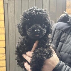 Maltipoo puppies / toy poodle/Maltipoos/Mixed Litter/3 months,I am very proud to announce the arrival of coco's lovely litter of puppies. she has had 2 boys and 1 girl and are all doing really well and fully healthy

Colours contain:
Black and red tan extremely rare £1800 boy sold
Black £950 boy
Black £1200 girl sold 

Mum : Coco is our family pet maltipoo who is fully health tested. she loves to play and has a very loving calm temperament she is very well looked after and
is red in colour with a patch of white

Dad: Alfie a good freinds dog who is kc registerd and fully health tested
really well looked after and has the best of life's he is chocolate
in colour with merl gene




The puppies will all have :

1st injections 8th week
Microchipped
Flead and wormed 4weeks, 6weeks and
8weeks

They all will be fully toilet trained and
 Weaned on to puppy food

Each puppy will have a £300 non refundable deposit to secure the one you would love to give a new home all puppies are now ready to leave
I hope to talk soon thank you Hayden.
Pictures will be update

I have 100 percent feedback from my previous buyers and only aim to breed the best. If you could preferably message my contact number I will get back to you asap