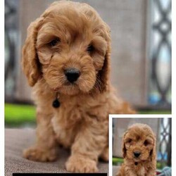F1 Cavoodle Puppies/Cavoodle/Both/Younger Than Six Months,Gorgeous F1 Fleece coat Cavoodle PuppiesBorn 28 Feb and Ready for their new homes 24th April.Wormed at 2, 4, 6 & 8 weeks oldMicrochipped, vaccinated and vet checked Mum is a Black and Tan Cavalier, and Dad is an Apricot Toy Poodle both DNA tested with excellent results to ensure high quality puppies are produced.We own both parents, and they can be viewed also.All puppies come with a puppy pack, including toys, food, and a blanket with mums scent on it for an easier transition into its new home and information and accessories to help you prepare for their arrival.We give a One year genetic health guarantee, 4 weeks free pet insurance.Puppies will be toilet trained on artificial grass and socialised with people and other pets to help them with their social skills and playtime.They are fed high quality BlackHawk puppy food and raw meats.We are flexible with viewing times and offer video calls for interstate buyers Give us a call or send us a message to help you find your perfect forever puppy 