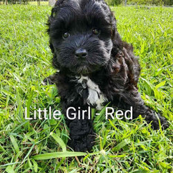Shmoodle puppies /Poodle (Toy)/Both/Younger Than Six Months,Gorgeous little Shmoodle puppiesLast little girl and boy left 