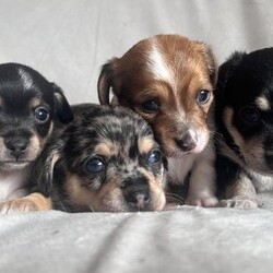 Adopt a dog:**REDUCED** 2 beautiful Jack-chi boy puppies ready 1/5/2024/Jack-chi/Mixed Litter/7 weeks,Here I have 2 beautiful Jack-chi boy puppy’s ready for their new adventures from 1st May 2024

I have 2 boys left

1 Black, white and Tan boy
1 blue Merle boy
1 black and cream boy NOW SOLD 
1 red Merle girl NOW SOLD

All puppy’s are currently being weaned onto solids and are showing their individual characteristics.

Mum is a well loved family pet with a kind and loving disposition and is use to cats, dogs and children.

Dad is a cream, long haired Jack-chi who is also from a family home.

All puppy’s will go to their new homes
Fully De-flead and wormed
Microchipped
And each will come with a puppy starter pack to get them settled in.

Blue merle puppy boy £700
Black and white boy £600

Please feel free to contact me via phone