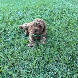 purebred red boy Toy Poodle/Poodle (Toy)/Female/Younger Than Six Months,This beautiful pure breed red toy poodle is looking for a new home. He was born on the 1/3/24 and will be ready to go on 26/4/24 he is microchiped, vaccinated and vet checked.We have been using treatment for worming every 2 weeks until they leave home. They have a very beautiful calm nature and are recommended as therapy dogs.Also recommended for people with allergies due to their non shedding fluffy coat.Mum is 4 kg pure breed toy poodle dna clear and the dad is purebreed toy poodle 3kg.Bin number: 0009269742253RPBA: 5305phone number: ******1875 REVEAL_DETAILS Located in marsden for viewing