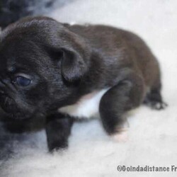 Mdba French Bulldog Pups/French Bulldog/Both/Younger Than Six Months,We are registered breeders with MDBA member # 15154 so our pups do come with pedigree papers.Prefix: GoindadistanceBIN 0008728934186Our pups are well socialised and are raised in our family home.Pups are ready to leave from 8 weeks of age after they have been microchipped and have had their 1st vaccination.We currently have 3 girls & 3 boys available"Friends" LitterDob 17.03.24 ready to leave our care from 12th May at 8 weeks of age.Ross - chocolate - carries tan possible fluffy, blue and creamChandler - chocolate - carries tan possible fluffy, blue and creamJoey - Fawn Sable - carries tan & chocolate possible fluffy, blue and creamMonica - chocolate - carries tan possible fluffy, blue and creamRachel - Black- carries tan & chocolate possible fluffy, blue and creamPhoebe - Choc Fawn carries tan possible fluffy, blue and creamTo be eligible for one of our pups we just require some information about yourself and the type of environment that you would be offering one of our pups.Please remember to have permission from landlord/real estate if you are renting prior to submitting your interest.Jump on over to our webpage to view more photos of the pupshttps://www.alliedblueenterprises.com.au/blank-page-7