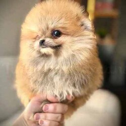 EUROPEAN QUALITY POMERANIAN PUPPIES FOR SALE!!/Pomeranian/Both/Younger Than Six Months,3 TINY POMERANIAN PUPPIES !1 x ORANGE MALE1 x PARTI - ORANGE FEMALE** “SOLD**1 x ORANGE SABLE FEMALE ** SOLD**Dad is an imported WHITE bred by Frank Hsieh of the internationally renowned, Chiao Le Ya kennels in Taiwan. Weighing 1.59kg (Second last photo)Mum is an ORANGE Sable from the multi award winning Tesona Kennels. Weighing 1.8kg (last photo)They all have apple dome head, compact body, short legs, double coat, and are very playfulThey have been wormed fortnightly, recently vaccinated and microchipped, And have had thorough veterinary examinations, they are all healthyWe our proud to to produce puppies with parents from around the globe 