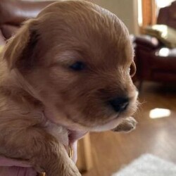 Adopt a dog:1 Beautiful tan cavapoo boy puppy left for sale/Cavapoo/Mixed Litter/3 weeks,1 little tan boy available.

We are delighted to welcome the safe arrival of 5 healthy gorgeous F1B cavapoo puppies, their mum Ella is our beautiful home bred cavapoo, this is her 2nd litter & she is a fantastic Mummy. She is 3 years old & is so loving with a fantastic nature & adores people, children & dogs. Mum can be seen with puppies.
Dad is a tan toy poodle & has such a fabulous temperament & a lovely nature.
Puppies will be brought up in our family home & will be ready to leave for there 5* homes when they are 8 weeks old on 31st May.
They will be vet checked, given his/her first injections, microchipped, flead, wormed & will go with a puppy pack, of a blanket with mother's/sibling’s scent, food, toy & 1 months free insurance.
Viewings are welcome or can be done over WhatsApp video call.
Puppies will be reserved on a first come first serve basis with a non refundable £200 deposit to secure the puppy of your choice.
Each week I will keep you updated with pictures & videos so you can see your puppy’s development.
Tan girl with white spot on head (reserved)
Tan girl with white chest (reserved)
Dark Tan girl (reserved)
Tan boy with white spot on back of neck
Dark Tan boy (reserved)

Born on 31/3/24