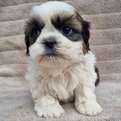 MALTESE X SHIHTZU PUPS (MALSHI)/Maltese Shih Tzu/Both/Younger Than Six Months,Beautiful Maltese x shihtzu pups.Born on 20th of March and we ready for their new homes after 15th May.Pups raised around children.Loyal breed and are very affectionate.Don't shed their coat perfect for allergy sufferers.Small breed (short legs)Currently being toilet trained.Been Vet checked, Vaccinated, Wormed and microchipped.NCPIMoodle cavoodle.