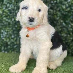5 x F1 Standard Sheepadoodles (DNA Clear) Free Delivery Sydney//Both/Younger Than Six Months,5 x beautiful First Generation Standard Sheepadoodle puppies available to a loving home. They are available from the 21st May and we can deliver them to Sydney on that date.- 2 x Black & White Females $2,500- 3 x Black & White Males $2,500Puppies come :- With first round of vaccinations & microchipped- Vet check report- 6 weeks free pet insurance- Not desexed- Wormed every 2 weeksThe puppies have been raised indoors and outdoors, and around children and other puppies.The mother is a 25kg cream standard poodle (DNA Clear), the father is a 39kg Old English Sheepdog (DNA Tested). We own both parents and I can send photos of parents on request. Puppies will be low to non shedding. Will grow slightly bigger than a groodle, bordoodle, labradoodle, Aussiedoodle.Once our puppies leave, we:- Would love to see updates!- Offer a rehoming policy- Offer a 18 month health guarantee- Have a Facebook page you can stay in touch or see other puppies we have bred- Offer support and are free to talk at any time throughout your puppies lifeWe are located in Nyngan NSW, can get to Dubbo at any stage. Road transport is usually organised from Dubbo. There will be free transport to Sydney, with a chosen meeting location and time. Happy to arrange other freight at buyers expense, flights from Sydney to another capital city are usually around $300Full members of AAPDB: 16947BIN: B000738270We have a website & Facebook page Country Canine Co. Please look on our Facebook group Country Canine Co. Families for photos of the previous litter as adults.