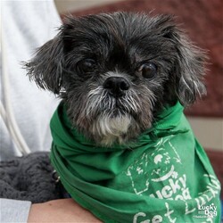 Adopt a dog:Sissy/Shih Tzu/Female/Senior,Please contact Sue Caley (suec@luckydoganimalrescue.org) for more information about this pet.SISSY

Female
Weight: 8.6 lbs
Best guess for age: 14 years as of September 2023
Best guess for breed: Shih tzu and Yorkie mix

It can take a lifetime of experience to teach people what the most essential - and best - things in life are. Good food. A comfortable place to rest. Smelling the flowers, savoring the feel of a warm sunbeam. And, above all, being with loved ones.

Or it can take a Sissy.

Sissy is content with the simple pleasures of life. She loves relaxing on her bed and will just enjoy her time there, going to her water bowl when she gets thirsty. She enjoys cuddling sessions. She relishes her rides in a stroller on warm days, sniffing the breeze. When her foster family goes on a road trip, she enjoys the car ride; she is an excellent traveler. When the four dogs in her foster home are playing around her, she likes just being near them. And oh yes, she loves her meals and her treats!

She communicates well with her humans. If she needs something - food, a water bowl refill, to go out for potty - she barks. She will also signal if she needs something during a car ride.

This sweet, calm, laid back girl experiences life with her nose and her heart. She is mostly blind and deaf. Her fosters say she has mapped her areas in their home and has her favorite spot there.

Because she is not able to see or hear when her humans are not around to respond to her barking cues, she would do best in a home where someone is home most of the day. Sissy has so much to offer in exchange. Love. Cuddles. And reminders of what is truly important. Will she be your reminder? Will you be her soft landing?

Gets Along With: Sissy currently lives with dogs and does well. She hasn't been seen with cats. Because children might not remember to be calm around Sissy, we do not recommend her for a home with kids under the age of 12.

Currently Living at: DC area foster

Special adoption considerations: Sissy experiences the world with her nose and her heart. She is mostly blind and deaf.
Lucky Dog cannot guarantee any dog is housebroken. All of our dogs are working on their crate training.
TO ADOPT: The adoption fee for this dog is $375, which includes the cost of routine vetting, including vaccinations and spay/neuter. If you are interested in adopting, please complete the Adoption Questionnaire online at bit.ly/adoptaluckydog .

Lucky Dog Animal Rescue does our best to provide accurate information about the dogs we have for adoption. That said, we cannot make any guarantees about age, breed or temperament.
Thank you for contacting Lucky Dog Animal Rescue and helping to save a life! Please visit us online at www.luckydoganimalrescue.org .

BE A FOSTER!!! Fosters make it possible for Lucky Dog Animal Rescue to save and care for homeless and abandoned dogs! To learn about fostering, please contact fostering@luckydoganimalrescue.org!
BE A SPONSOR!!!! Sponsors help Lucky Dog support the many dogs we save. To learn more about sponsorship, please contact info@luckydoganimalrescue.org !