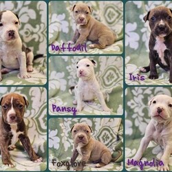 Adopt a dog:Pansy/Pit Bull Terrier/Female/Baby,The Flower Litter was born on 3/14/24 at Bay County Animal Control. Their mama, Hyacinth (aka Cindy) was living in a vehicle with two other dogs and the owner surrendered her the day before her pups were born. This profile includes a photo of the individual puppy, the whole litter, and of mama Cindy. Mama Cindy is some sort of pittie mix and about 40#. Dad is also a pittie and about 70#. The females in the litter are Tulip, Daffodil, Pansy, Iris, and Magnolia. The males are Phlox and Foxglove.

They are not bonded, therefore we will not be adopting them out in pairs. If you're interested in more than one (for example if your first choice dog is already spoken for, who is your second, etc) please indicate on your application. One of the first questions asks which dog(s) you're interested in. The pups are being trained using puppy pads and being socialized with other dogs and humans regularly.

The Flower Litter is being fostered in Bay City, MI and their adoption fee is $200. They will be spayed/neutered on May 13 and available to go to their forever homes about a week later. You can apply now and we will begin processing apps in early May. In addition to being spayed/neutered, all pups will be microchipped, dewormed, and current on age-appropriate shots. You can meet at them at Tri City Brewing Co on Sunday, May 4, between 130-430pm. Apply for a pup at www.mittenmuttsdogrescue.com/adopt
