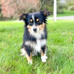 Everest/Toy Australian Shepherd									Puppy/Female	/8 Weeks,This sweet and adorable Toy Aussie is looking for a forever family! All vaccinations and dewormings are up to date, ASDR registered, and any necessary paperwork will be provided. Raised by a large and loving family with children, this pup will be a wonderful new companion for you! To make the transition easier, a baggie of food will also be included. Please contact anytime, Call or text!