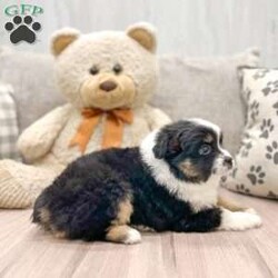 Everest/Toy Australian Shepherd									Puppy/Female	/8 Weeks,This sweet and adorable Toy Aussie is looking for a forever family! All vaccinations and dewormings are up to date, ASDR registered, and any necessary paperwork will be provided. Raised by a large and loving family with children, this pup will be a wonderful new companion for you! To make the transition easier, a baggie of food will also be included. Please contact anytime, Call or text!