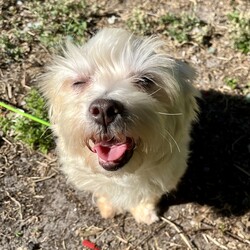 Adopt a dog:Daryl/Shih Tzu/Male/Adult,AN INQUIRY FROM PETFINDER IS NOT AN APPLICATION! READ THE ENTIRE POST FOR INFORMATION HOW TO APPLY.

Meet Daryl! Daryl is a 3 year old male shih tzu/maltese mix and he weighs about 12 pounds. Daryl arrived in rescue from a hoarding situation and he is settling into 