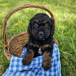 Brady/Cavapoo									Puppy/Male	/8 Weeks,Brady is a wonderful puppy with a good temperament and loves everyone he meets! He is Vet checked and up to date on shots and dewormer. Parents are on premises. F1b Cavapoo 