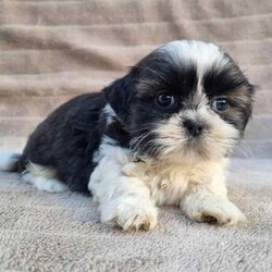 MALTESE X SHIHTZU PUPS (MALSHI)/Maltese Shih Tzu/Both/Younger Than Six Months,Beautiful Maltese x shihtzu pups.Born on 20th of March and we ready for their new homes after 15th May.Pups raised around children.Loyal breed and are very affectionate.Don't shed their coat perfect for allergy sufferers.Small breed (short legs)Currently being toilet trained.Been Vet checked, Vaccinated, Wormed and microchipped.NCPIMoodle cavoodle.