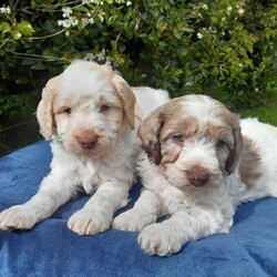 Adopt a dog:COCKAPOO PUPPIES TOP QUALITY./COCKAPOO/Mixed Litter/6 weeks,THEY HAVE ARRIVED!!!

BRANSTON AND DAMSON HAVE TOGETHER PRODUCED THE MOST ADORABLE LITTER OF QUALITY F1 COCKAPOO PUPS.

THEY WERE BORN AND REARED IN OUR LOVING FAMILY HOME THE BEST POSSIBLE WAY. WITH LOTS OF LOVE, CARE AND CORRECT ATTENTION.

ALL ARE VERY HEALTHY, HAPPY PUPS WITH LOTS OF CHARACTER AND FULL OF MISCHEIF!!

THEY ARE USED TO A VARIETY OF SMELLS AND NOISES OF A BUSY HOUSEHOLD AND EVERYDAY LIFE!!

WHICH IS MOST IMPORTANT AT THIS STAGE OF THEIR DEVELOPMENT. TO ENSURE THAT THEY MATURE INTO CONFIDENT AND SOCIABLE ADULTS.

ABOUT THE PARENTS!

BOTH ARE VERY LOYAL COMPANIONS WITH PERFECT MANNERS. WE ARE CONFIDENT THAT THIS WILL PASS ON TO THEIR PUPS.

MUM 'DAMSON' IS A WORKING TYPE COCKER SPANIEL WITH A FANTASTIC TEMPREMENT AND CHAMPION PEDIGREE. SHE HAS BEEN A BRILLIANT MUM THAT WE ARE VERY PROUD OF.

DAD 'BRANSTON' IS A VERY WELL KNOWN MERLE & WHITE MINIATURE POODLE. HIS TEMPREMENT IS PERFECT WITH A CHEEKY CHARACTER.

HE HAS BEEN EXSTENSIVELY TESTED CLEAR FOR THE FOLLOWING TESTS.

OCD PRA-PRCD DM GM2 NEWS PRA-RCD4 VWD1.

WE HAVE AVAILABLE TO KIND RESPONSIBLE HOMES!

FEMALE - (*RESERVED*) CHOCOLATE MERLE.

FEMALE - WHITE/LEMON.

FEMALE - CHOCOLATE.

FEMALE - APRICOT/WHITE.

FEMALE - APRICOT/WHITE.

MALE - BLACK/WHITE.

MALE - WHITE/MERLE.

MALE - WHITE/LEMON.

PLEASE ONLY CONSIDER OF OUR PUPS IF YOU CAN DEVOTE TO THEIR NEEDS AND CARE.
RESULTS FROM THIS WILL REWARD YOU WITH ENDLESS LOYALTY AND FRIENDSHIP!

THEY WILL LEAVE MUM AND US WITH.

*FULL CHECK BY OUR VET.

*FIRST VACCINATION.

*MICRO CHIP AND DETAILS.

*FULL WORMING PROGRAMME.

*DETAILED DIET SHEET.

*A BLANKLET SMELLING OF MUM.

VIEWINGS ARE NOW TAKING PLACE.

THEY ARE READY TO LEAVE WHEN 8 WEEKS OLD.

PLEASE FEEL FREE TO CONTACT US FOR FURTHER DETAILS.

KIND REGARDS.