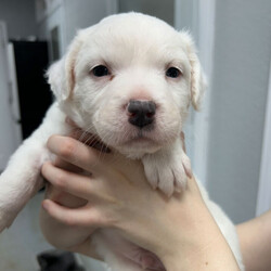 Adopt a dog:MARIO/American Staffordshire Terrier/Male/Baby,Mario is too young to be neutered, but will receive heartworm prevention, wormer and age appropriate vaccinations. We are currently only accepting applications for Mario from homes with another dog.


Meet MARIO! He:
•	Is a male staffordshire terrier/ chow chow mix
•	Is 5 weeks old (I cannot go home until I am older)
•	Weighs 6.9 pounds, and may range from 45-60 when grown
•	Is good with other dogs
•	Is good with cats
•	Is not potty trained
•	Is high energy???

I am the most talkative of my brothers and sisters, the most inquisitive and the runt! When I first meet a new person, I pretend to be shy, but not long after I can’t resist nibbling their ears and snuggling. I love my siblings to much, and am a mama’s boy.

For more information about Mario or our shelter please call us at (830) 693-0569 or visit our website at highlandlakescaninerescue.org 

If you would like to schedule a meet and greet with Mario or any of our dogs, please fill out an application at https://www.highlandlakescaninerescue.org/adopt-a-dog/how-to-adopt/