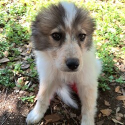 Adopt a dog:Feyisa  WA13261-T/Australian Shepherd/Female/Baby,***NOTE THIS PET IS IN HOUSTON TEXAS, READ ALL THE WAY DOWN TO SEE HOW TO ADOPT FROM US IF NOT IN HOUSTON TEXAS***

>> PLEASE WATCH YOUR SPAM FOLDER FOR OUR EMAILS !!  

Est DOB:   01/01/24
Current Weight:  ~10 pounds AND growing

Please e-mail MuttsAndMeows@Mail.com  or use the link below to fill out our adoption application
https://form.jotform.com/Muttsandmeows/pet-rescue-application-form

We answer all emails back within 48 hours. Please watch your spam folders as an application will be attached and this sometimes places it in there. 

HIS/HER adoption fee is $600 USD and that will pay for TRANSPORT, all his/her shots up to date, neutered/spayed, microchip and rabies.

This dog is currently in the Houston Texas area.  Once the application is approved and adoption fee paid, transport will be arranged.

Because this adoption will be without meeting the dog first, we will need to try to be extra careful that everyone (including you) think this will be a good fit.  We will try to give you as much information about the dog as we can.  Unfortunately, many are fresh from the shelter and we don't know much about them yet. 

Like us on Facebook - search Mutts & Meows - and help even more pets find loving homes.