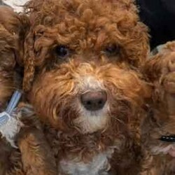 Only One Left & Ready Now Adorable Toy Cavoodle Puppies/Other/Male/Younger Than Six Months,Born 29th Feb 2024 Ready for rehoming from 25th April 20241 x Boy RedParent Info, 3 year old Mum F1 Cavoodle, 2 year old Dad F2 CavoodleSecond litter for these much loved family pets.These adorable puppies will be rehomed fully vaccinated / wormed and microchipped and vet checked.All puppies come with vet certificate of vaccination and microchip paperwork and a take home puppy pack to help them feel at home.Viewings welcome - first vaccination, micro chips and health checks have all been completed on Thursday 11th April 2024We are registered breeders, puppies are well socialised with children and other family pets, they are being trained to use a puppy pee pad.Cavoodles make the perfect family pet as they are hypoallergenic, non-shedding, have a lovely nature and great temperament.They are extremely intelligent, easy to train, love children and adults alike.