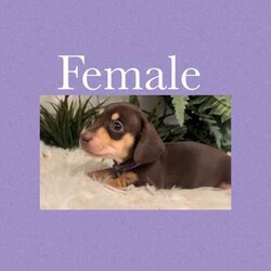 Adopt a dog:Choc miniature dachshunds/Dachshund/Both/Younger Than Six Months,Female Choc tan miniature dachshunds $1500Male choc and tan miniature dachshunds $1500Female. Black and tan dachshund $1500Wormed regularlyVaccinatedMicrochippedLocated GorokanReady to leave 20th May