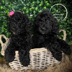 Rare Moyen Poodle Puppies /Poodle (Miniature)/Both/Younger Than Six Months,Exciting News at Jokinen Park! 