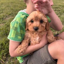 //Both/Younger Than Six Months,Cavoodles - find us on Facebookhttps://m.facebook.com/miniangelpoodlesWe are a family that loves dogs. We are located in Albury and Melbourne. Our babies are raised in our family home with our children. We have been breeding dogs for over 10 years and my father bred German Shepherds while we were growing up in the 1990s and still does. We are very experienced breeders and care for our dogs ensuring they are healthy and beautiful companions. All our breeding dogs (parents) are DNA Tested for hereditary diseases.Our puppies are well socialised around children and other dogs. We begin toilet training our puppies with puppy pads and give new owners detailed instructions in a puppy pack to continue this when they take their babies home.We also have started mini grooms with them so they can become accustom to loud blow dryers and trimmers. They also hear the other dogs being groomed so are aware of these noises.All puppies are:-Vaccinated-vet health checked-Microchipped-Wormed every 2 weeksCome with:-6 weeks free pet insurance-puppy pack including;-dog food-toilet training pads-detailed information on basic training techniques-breed information-life time support from meWe will be in Tarneit VIC over some weekends and Albury/Wodonga during week days and some weekends. We deliver to Melbourne at no charge from Albury. We can arrange transport to Sydney at a cost.If you would like to meet these gorgeous cheeky babies then please contact Jeanette on ******6109. REVEAL_DETAILS Microchip numbers:900164002282646900164002282669900164002282650900164002282641900164002282638900164002282639I'm a registered breeder with Responsible Pet Breeders Australia: RPBA member number 1988Welfare Source number RB222388