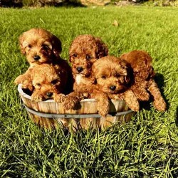 //Both/Younger Than Six Months,Cavoodles - find us on Facebookhttps://m.facebook.com/miniangelpoodlesWe are a family that loves dogs. We are located in Albury and Melbourne. Our babies are raised in our family home with our children. We have been breeding dogs for over 10 years and my father bred German Shepherds while we were growing up in the 1990s and still does. We are very experienced breeders and care for our dogs ensuring they are healthy and beautiful companions. All our breeding dogs (parents) are DNA Tested for hereditary diseases.Our puppies are well socialised around children and other dogs. We begin toilet training our puppies with puppy pads and give new owners detailed instructions in a puppy pack to continue this when they take their babies home.We also have started mini grooms with them so they can become accustom to loud blow dryers and trimmers. They also hear the other dogs being groomed so are aware of these noises.All puppies are:-Vaccinated-vet health checked-Microchipped-Wormed every 2 weeksCome with:-6 weeks free pet insurance-puppy pack including;-dog food-toilet training pads-detailed information on basic training techniques-breed information-life time support from meWe will be in Tarneit VIC over some weekends and Albury/Wodonga during week days and some weekends. We deliver to Melbourne at no charge from Albury. We can arrange transport to Sydney at a cost.If you would like to meet these gorgeous cheeky babies then please contact Jeanette on ******6109. REVEAL_DETAILS Microchip numbers:900164002282646900164002282669900164002282650900164002282641900164002282638900164002282639I'm a registered breeder with Responsible Pet Breeders Australia: RPBA member number 1988Welfare Source number RB222388