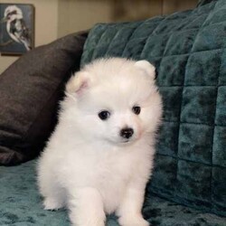 Stunning Pomeranian Puppies/Pomeranian/Both/Younger Than Six Months,Announcing the arrival of Dior and Boo's precious litter! With 4 adorable girls and 1 handsome boy, these little ones will be ready to find their forever homes on May 18th.In our home, every puppy is cherished, and we believe in the utmost care for both the mother and her offspring. Surrounded by love, other dogs, and playful children, these puppies have been nurtured in a warm and social environment.We take immense pride in overseeing each puppy's growth and development, ensuring they are well-socialized, potty trained, and nourished with premium foods. Dior, a Pomeranian X Japanese Spitz, and Boo, a Purebred Pomeranian, both possess not only stunning coats but also gentle temperaments.We take great pride in ensuring that our puppies receive the highest standard of care and attention. From regular worming treatments administered at 2, 4, 6, and 8 weeks to their initial vaccination and microchipping, every measure has been taken to safeguard their health and well-being.Our commitment to their welfare extends beyond physical health to encompass their social and behavioral development. Through consistent and positive reinforcement, our puppies are making remarkable strides in their toilet training, a testament to their intelligence and adaptability.As responsible breeders, we understand the importance of providing prospective owners with peace of mind. That's why each of our puppies will come with all the necessary vet papers, ensuring a seamless transition into their new homes.We are committed to finding the perfect homes for these little ones, where they will receive abundant love and attention. If you're ready to open your heart and home to one of these bundles of joy, we'd love to hear from you.Thank you, Cassy & Ieisha 