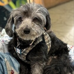 Adopt a dog:Rothko 11828/Havanese/Male/Senior,Silver without spice and everything that's nice, that's Rothko! His face evokes all the fundamental emotions hence the term 