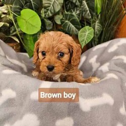 F1 Cavoodle Puppies from small ethical breeder AAPDB PUPS READY NOW/Other/Male/Younger Than Six Months,READY FOR THEIR FOREVER HOMES NOWKalina Puppies now have 4 beautiful male Cavoodle puppies for sale.Cavoodles are the perfect companion dog for any family, they are low to non-shedding, loving, loyal and easy to train. Small enough for apartment living, big enough to take on your daily walk.Born 25/2/24 and will be ready to go to their forever homes after 21/4/24I am a full member of AAPDB and I have an on-site vet audit every 12 months.All my dogs are DNA tested, very much loved and treated with great care to ensure healthy, happy babies.Puppies are handled daily from birth, socialized with other dogs, cats and children. They are introduced to normal household noises such as vacuum cleaners and radios and potty training to fake grass is underway. Puppies will also be able to use a pet door.Mum is a ruby 7.5kg purebred Cavalier King Charles Spaniel.Dad is a red 4.5kg Toy-Poodle - DNA clear.Puppies come to you wormed every two weeks, microchipped, vaccinated, and will have had a comprehensive vet check. Every puppy comes with their own individual vet report, all puppies are healthy happy puppies.Puppy pack will include quality food, a litter blanket, toys, and an information pack with all their medical info and training tips.You are most welcome to come and choose your puppy in person, however, if distance is a problem, you will be able to meet your puppy via Facebook messenger video calls.Delivery can be arranged via road transport with a reputable company at the buyer’s expense.Please phone as I prefer to speak to new puppy parents in the first instance ******0058 REVEAL_DETAILS A deposit is required to secure your puppy (non refundable) until they are old enough to come home to you.As I have more than 1 litter advertised, please mention Holly's litter when inquiring about these pupsNO TIME WASTERS PLEASE 