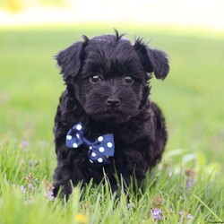 Leo/Havanese									Puppy/Male	/9 Weeks,Meet Leo, the sweetest Havanese puppy who loves attention! He has a beautiful, fluffy coat paired with large sparkling eyes that set him apart from others. Havanese puppies thrive in various environments, from lively households to tranquil settings, bringing joy and companionship wherever they go. Also known for their gentle demeanor and eagerness to please, they tend to be highly trainable and adaptable. Both of his parents weigh 10-12 lbs. This little guy will join your home microchipped, Up to date on vaccines and dewormer & will be completely vet checked. If you would like some more information or to schedule a visit, please call or text me anytime, Monday through Saturday.