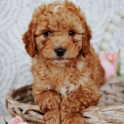 Rose/Mini Goldendoodle									Puppy/Female	/14 Weeks,Do you love Golden retreivers but struggle with the heavy shedding then take a look at this puppy. With their poodle hair but Golden personality they are sure to please.