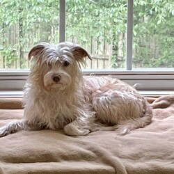 Adopt a dog:Buddy/Terrier/Male/Adult,You can fill out an adoption application online on our official website.Please be sure to read Buddy's bio prior to applying.Buddy is a great reminder that we should appreciate all of the 