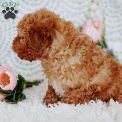 Rose/Mini Goldendoodle									Puppy/Female	/14 Weeks,Do you love Golden retreivers but struggle with the heavy shedding then take a look at this puppy. With their poodle hair but Golden personality they are sure to please.