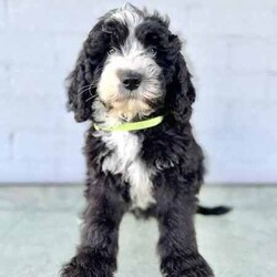 Adopt a dog:OLD ENGLISH SHEEPDOG X POODLE /Old English Sheepdog/Both/Younger Than Six Months,Parents: DNA tested, hip/elbow scores, pure bred.First generation Old English Sheepdog x Standard Poodle.❤️”Archie” - Red Collar - Boy - $2800