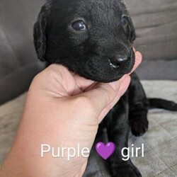 Miniature Labradoodle Puppies/Labradoodle/Mixed Litter/5 weeks,My gorgeous Cream miniature labradoodle Bonnie has given birth to 7 stunning puppies on 29/03

I own both mum and dad and both can be seen when viewing.

4 Black girls x2 reserved 
1 Black Boy
1 Cream Girl - reserved
1 Gold Boy - reserved 

All puppies have been vet checked and are all very healthy. They will come away with a puppy pack- including a 2kg bag of puppy kibble, toy, treats and scented blanket. Will come with 1st vaccines 

They will be wormed up to date and microchipped.

These are Bonnie and Cooper's first and only litter. Both my dogs are super loving, great with children, love to play or cuddle up and chill. All puppies will be handled by our family and will be socialised. Each puppy is adorable and are showing their individual characters already.

Please feel free to ask questions. Viewings are available from the end of the week. A non refundable deposit
of £150 will secure the pup you choose.

All puppies are £900 each.