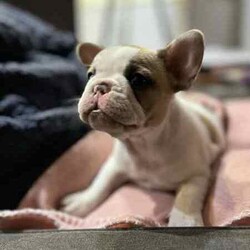 Adopt a dog:French Bulldog- fawn pied - pedigree/French Bulldog/Female/Younger Than Six Months,8 weeks old - ready to go to her new home now.Female, has been wormed every 2 weeks, vaccinated, microchipped, vet checked.Compact little girl with a huge personality.Registered MDBA breeder.Can view both parents.*price negotiable for the right home**PET only pedigree*