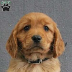 Rowan/Miniature Golden Retriever									Puppy/Male	/9 Weeks,Meet this rich red Mini Golden Retriever puppy who is off to a great start! Up to date on shots and dewormer, vet checked, socialized, and started on crate and leash training this little cutie is searching for a family who is ready to embrace the joys and adventures of raising a puppy. If you are interested in learning more about one of our Mini Golden Retriever puppies contact us today! 