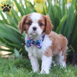 Lizzie/Cavalier King Charles Spaniel									Puppy/Female	/8 Weeks,Introducing Lola! This AKC Cavalier King Charles Spaniel cutie is a bundle of joy wrapped in fur. With her heart-melting eyes and silky ears, she is ready to steal your heart from the moment you meet her. This little girl thrives on attention and playtime. Whether it’s a game of fetch or a snuggle session on the couch, she is always up for some fun and cuddles. Cavaliers are extremely patient, they possess a surprisingly large amount of intelligence and are quick learners making training sessions a joy. The Mama to this sweet baby is named Lillie, she has a heart of gold and is the best Mam to the puppies. Lilly weighs 17lbs. Dad is a handsome boy named Chip weighing19lbs. He has a goofy personality and keeps us all on our toes! The puppies are up to date on all vaccines and dewormer, microchipped, and come with their AKC registration. If you have any more questions or would like to schedule a visit, you can call me anytime Monday-Saturday. Thanks! Levi Troyer 