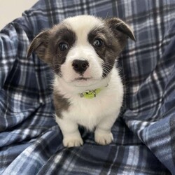 Benny/Pembroke Welsh Corgi									Puppy/Male	/9 Weeks,Corgis are the cutest…..come out today to see for yourself in person, reach out to set up a meet and greet or if needed delivery is an option