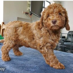 Adopt a dog:Miniature red Cockapoo boy - 10 weeks old + ready now/Cockapoo/Mixed Litter/10 weeks,The puppies have now been vaccinated, chipped and wormed at 6, 8 and 10 weeks of age. They have been health checked by a vet and passing with a top bill of health.
Mum is a red cockapoo and is very small at only 13 inches tall. Dad is a pedigree red toy poodle and is only 11 inches tall.
The puppies are 3 males and 2 females.
Our much loved family dog Joy, is a red F1b cockapoo from generations of reds. She is a lively, extremely affectionate and a playful 3 year old dog. She is up to date with all her health checks, vaccinations, and is in the best of health.
Joy had her second litter of puppies on 23rd February. They are all perfectly healthy and will be ready to leave for their new loving 5* home on Friday 19th April.
We were picky when we chose the dad, a red toy poodle called Monty. We used him for Joy’s first litter. He is from a Three Generation Pedigree and is Kennel Club (KC) registered. He was health tested and is clear for DM, GM2, NES, PRA, PRA-PRCD and VWF.
Joys parents were both reds from red lines. Her mother is our F1 cockapoo Jessie, whose father is a Five Generation Pedigree miniature poodle from Champion lines and KC registered. He was health tested and cleared for PRA PRCD. Jessie’s mum is a Five Generation Pedigree cocker spaniel who is KC registered and was health tested and cleared for FN. Joys father is Dennis, a stunning 4 year old red working cocker spaniel also bred from generations of reds. He is KC registered and was health tested and is clear for AMS, DM, EIC, FN(C) and PRA PRCD.
They are being brought up in a busy home so they are used to children and noise. They are being weaned on good quality puppy food and will leave with a bag of their current food and a blanket with their mother's scent.
Cockapoos have hypoallergenic coats and shed almost no fur, ideal for families with allergies.