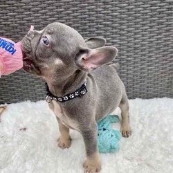 Pedigree French Bulldogs /French Bulldog/Both/Younger Than Six Months,Stunning pedigree French Bulldog puppies. Ready to join their forever families! 8 weeks - 26 April 2024. 