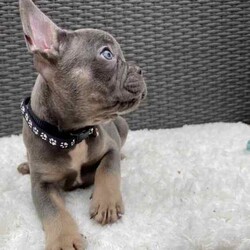 Pedigree French Bulldogs /French Bulldog/Both/Younger Than Six Months,Stunning pedigree French Bulldog puppies. Ready to join their forever families! 8 weeks - 26 April 2024. 