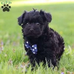 Leo/Havanese									Puppy/Male	/9 Weeks,Meet Leo, the sweetest Havanese puppy who loves attention! He has a beautiful, fluffy coat paired with large sparkling eyes that set him apart from others. Havanese puppies thrive in various environments, from lively households to tranquil settings, bringing joy and companionship wherever they go. Also known for their gentle demeanor and eagerness to please, they tend to be highly trainable and adaptable. Both of his parents weigh 10-12 lbs. This little guy will join your home microchipped, Up to date on vaccines and dewormer & will be completely vet checked. If you would like some more information or to schedule a visit, please call or text me anytime, Monday through Saturday.