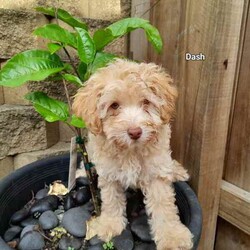 Moodles galore /Poodle (Miniature)/Both/Younger Than Six Months,Welcoming new litter , there are 5 pups 1 girl and 4 boys, All looking for loving caring families Genuine buyers only ,no time wasters. Father is purebred minature poodle tan in color dna papers supplies and orivet tested health screen 100 %clear . Mum also dna history supplies and 100 % cleared through orivet . Both parents have beautiful temperaments. They have been socialized wormed every 2 weeks have all their vacinations and microchipping on the 19th of April. Pups born on the 1st of march 2024. New owners will receive a puppy pack at full price payment and photo log from birth .Moodles are non shedding but require regular grooming and they are hypoallergenic.Puppy 1 Pearl mic no 953010006753019Puppy 2 chatter mic no 953010006753021Puppy no 3 prince mic no 953010006752998Puppy no 4 tag mic no 953010006758996Puppy no 5 Dash mic no 953010006759003Bin no. 0013732598629Pearl $2000Chatter $2000Prince $2500Tag $2000Dash $2500