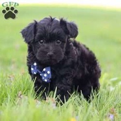 Leo/Havanese									Puppy/Male	/9 Weeks,Meet Leo, the sweetest Havanese puppy who loves attention! He has a beautiful, fluffy coat paired with large sparkling eyes that set him apart from others. Havanese puppies thrive in various environments, from lively households to tranquil settings, bringing joy and companionship wherever they go. Also known for their gentle demeanor and eagerness to please, they tend to be highly trainable and adaptable. Both of his parents weigh 10-12 lbs. This little guy will join your home microchipped, Up to date on vaccines and dewormer & will be completely vet checked. If you would like some more information or to schedule a visit, please call or text me anytime, Monday through Saturday.