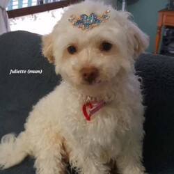 Moodles galore /Poodle (Miniature)/Both/Younger Than Six Months,Welcoming new litter , there are 5 pups 1 girl and 4 boys, All looking for loving caring families Genuine buyers only ,no time wasters. Father is purebred minature poodle tan in color dna papers supplies and orivet tested health screen 100 %clear . Mum also dna history supplies and 100 % cleared through orivet . Both parents have beautiful temperaments. They have been socialized wormed every 2 weeks have all their vacinations and microchipping on the 19th of April. Pups born on the 1st of march 2024. New owners will receive a puppy pack at full price payment and photo log from birth .Moodles are non shedding but require regular grooming and they are hypoallergenic.Puppy 1 Pearl mic no 953010006753019Puppy 2 chatter mic no 953010006753021Puppy no 3 prince mic no 953010006752998Puppy no 4 tag mic no 953010006758996Puppy no 5 Dash mic no 953010006759003Bin no. 0013732598629Pearl $2000Chatter $2000Prince $2500Tag $2000Dash $2500