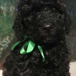 Adopt a dog:Stunning Registered Toy Cavoodles/Cavoodle/Both/Younger Than Six Months,Georgie Pawz Cavoodles are proud to present our non shedding litter.Pink girl ———-1800 BlackBlue boy ——— 1800 ChocolateGreen boy —— 1600 BlackRed boy —— 1600 BlackSilver boy ——- 1600 BlackBlue and Green -1800 RedPatterned ———-1800 RedGP is a small ethical home Breeder, taking pride in caring and nurturing mums and their puppies. Registered with RPBA 12914, vet audited and approved to all breeding standards.Mum Regina is an affectionate smart black Cavoodle . She is our treasured pet. DNA health tested. Dad is a Poodle with DNA breed check.These puppies will have luxurious non shredding coats.We advertise our puppies once they have had their 1st vaccination, microchipped, socialised, eating solid food and have commenced toilet training on grass mat. We love our puppies so we make sure they have an easy transition to their new homes. Making this puppy stage so much easier for the new furparents.Puppies have taken well to their training and are quite advanced for there 6 weeks of age. Puppies are very attentive, playful and socialised. They have a very placid temperament and already love to be cuddled.As reputable breeders, we factor in coat colouring, fleece/wool and temperament into our breeding. These gorgeous Cavoodles will adapt to all ages and lifestyles. They will make lifelong happy companions to their new families.Puppies go home with ;Starter food, high grade kibblesVet check, vaccination, microchip paperwork and documentation .Toilet training mat.Puppy blanket with siblings and mums scentHappy to have you visit our breeding premises to view these stunning puppies. We can also offer FaceTime.We are located 30mins north of NewcastleOnce you have your puppy we are just a phone call or text away to help with any questions you might have