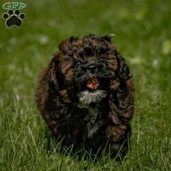 Lily/Shih-Poo									Puppy/Female	/February 4th, 2024,Hey there! I’m Lily, a little Shih-poo puppy, and I’m here to wiggle and wag my way right into your heart!