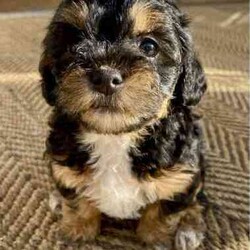 Support our ethical breeding program - Moodle c/Poodle (Miniature)/Both/Younger Than Six Months,Are you looking for a ​small ​companion dog you can take everywhere and do everything with?Available pup​s:"Noodle" - black and white soft curls."Lala" - Tri coloured with curly hair like her mum. Very sweet and playful! Breeders terms only - she will come back to us for some litters $600"Johnny Depp - boy. Tri color. Vigorous and confident - but also calm. $4000.Mum is our beautiful cross-bred girl Ruffy. She is mostly a Maltese terrier but also has havianese and shih-tsu. She is extremely emotionally attuned, tough but loving.Dad is a Red Toy Poodle stud Rambo - who has pedigree papers, and testing results and is just so friendly and The puppies have been raised indoors, on our patio, and around children and other pets. They are now being socialised and toilet trained.​​L​ocated in Kyneton, Victoria and can deliver to Melbourne or beyond.We are an ethical registered ​breeder​ specialising in well socialised dogs with calm friendly temperaments that fit well into family life. We have a website & Facebook page familydogsvictoria.com.au ​"The Opposite Of A Puppy Farm" ​with many photos, including photos of the parents and grandparents, information, and our policies. We welcome visits or video meetings for interested buyers.DNA tests for both parents are available on request. Raised using best-practice puppy socialisation techniques in the family home.Once our puppies leave, we:- Would love to see updates!- Offer a rehoming policy- Have a Facebook page you can stay in touch or see other puppies we have bred- Offer supportWe love talking about our dogs so please call Lani at 0146084018